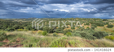 Mediterranean Forest Scrub, Toledo, Spain Mediterranean Forest Scrub, Toledo, Spain 141416024