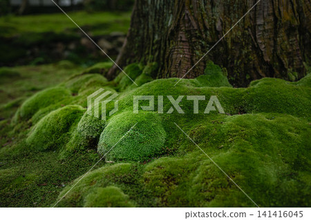 The vibrant green moss covers the base of the ancient trees at Koke-dera Temple. The vibrant green moss covers the base of the ancient trees at Koke-dera Temple. 141416045
