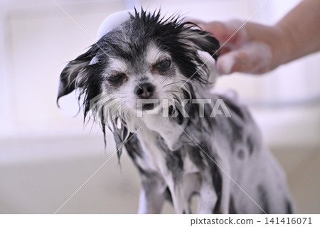 My Chihuahua enjoys brushing with microbubble and nanobubble shampoo. My Chihuahua enjoys brushing with microbubble and nanobubble shampoo. 141416071