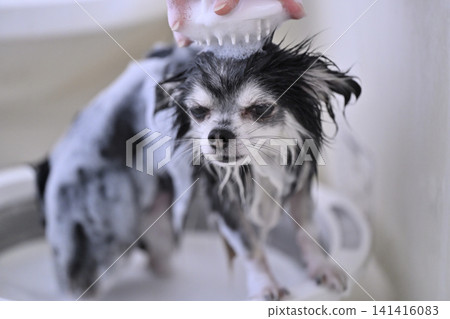 My Chihuahua enjoys brushing with microbubble and nanobubble shampoo. My Chihuahua enjoys brushing with microbubble and nanobubble shampoo. 141416083