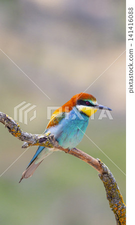 Bee-eater, Spain Bee-eater, Spain 141416088