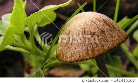 Wild Mushroom, Sierra de Guadarrama National Park, Spain Wild Mushroom, Sierra de Guadarrama National Park, Spain 141416108