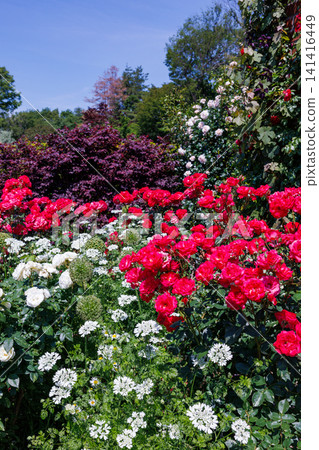 Beautiful red rose flowers blooming on a brick building in a rose garden Beautiful red rose flowers blooming on a brick building in a rose garden 141416449