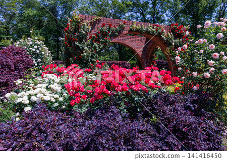 Beautiful red rose flowers blooming on a brick building in a rose garden Beautiful red rose flowers blooming on a brick building in a rose garden 141416450