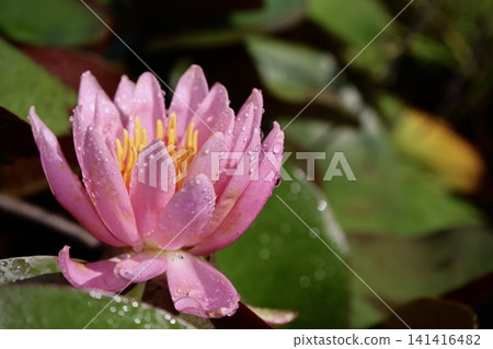 Water lily wet with rain Water lily wet with rain 141416482