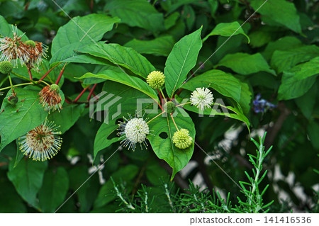 白色頭花草（Cephalanthus occidentalis）（夏季，六月） 141416536