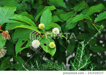 白色頭花草(Cephalanthus occidentalis)(夏季,六月) 白色頭花草(Cephalanthus occidentalis)(夏季,六月) 141416537