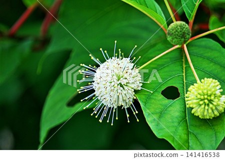 白色頭花草(Cephalanthus occidentalis)(夏季,六月) 白色頭花草(Cephalanthus occidentalis)(夏季,六月) 141416538