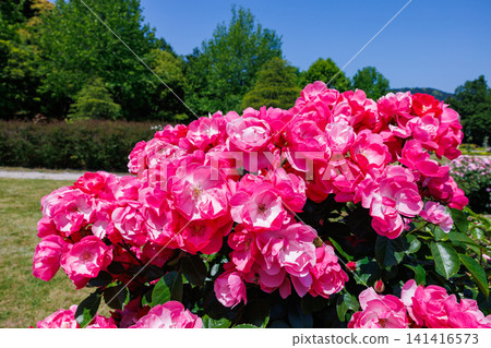 Beautiful pink cup-shaped rose flower blooming in a rose garden Beautiful pink cup-shaped rose flower blooming in a rose garden 141416573