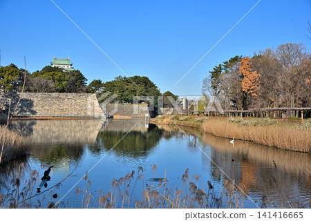 [Aichi Prefecture] Nagoya Castle keep and the restored stone walls of the rear gate. 141416665