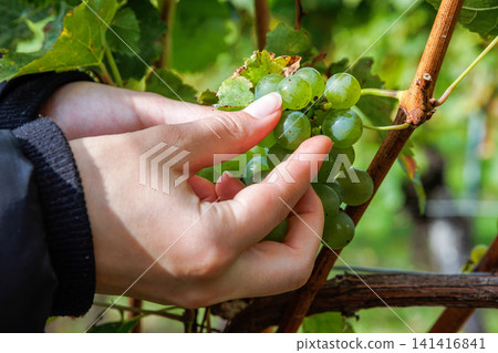 Closeup of hands picking and holding the harvested ripe green grapes from a grape cluster in a Wuerzburg vineyard 141416841