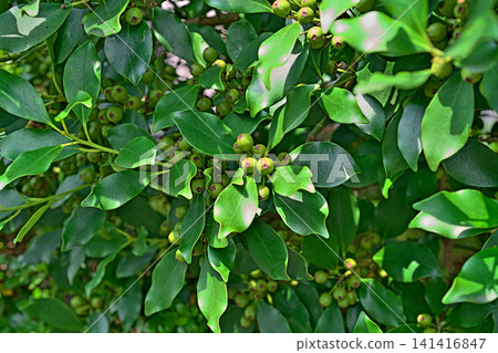 Yellowish-green holly berries (summer, June) Yellowish-green holly berries (summer, June) 141416847