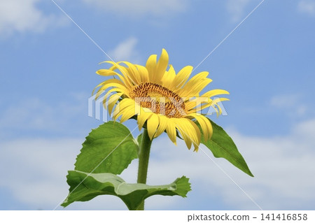 Sunflowers blooming towards the blue sky Sunflowers blooming towards the blue sky 141416858