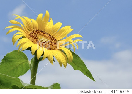 Sunflowers blooming towards the blue sky Sunflowers blooming towards the blue sky 141416859