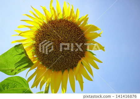 A blue sky and a single large sunflower A blue sky and a single large sunflower 141416876