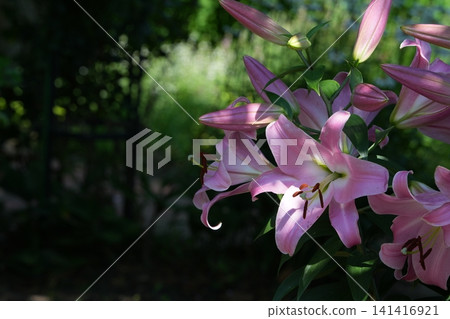 Vibrant pink lily flowers - the beauty of nature Vibrant pink lily flowers - the beauty of nature 141416921