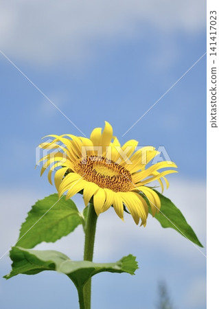 Beautiful sunflowers blooming towards the blue sky Beautiful sunflowers blooming towards the blue sky 141417023