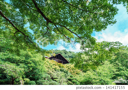 Refreshing green maple leaves and a blue sky over Mt. Tennozan Refreshing green maple leaves and a blue sky over Mt. Tennozan 141417155
