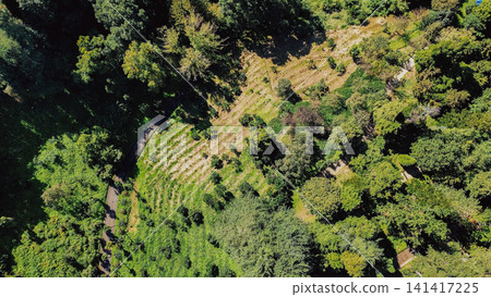 Top down drone shot of Batumi Botanical Garden with curved walking path and green terraced hillsides surrounded by lush forest in Georgia in summer Top down drone shot of Batumi Botanical Garden with curved walking path and green terraced hillsides surrounded by lush forest in Georgia in summer 141417225