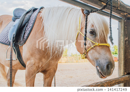 Side view close up of palomino horse with blond mane saddled and tied in halter standing near wooden fence at ranch background on sunny day in equestrian farm Side view close up of palomino horse with blond mane saddled and tied in halter standing near wooden fence at ranch background on sunny day in equestrian farm 141417249
