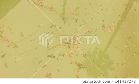 Top view close up of dirty green water surface in neglected swimming pool covered with fallen leaves and organic debris needing urgent filtration and care Top view close up of dirty green water surface in neglected swimming pool covered with fallen leaves and organic debris needing urgent filtration and care 141417278