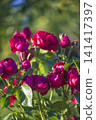 red roses in garden close up, blurred background	 141417397