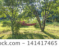 red garden hammock in the summer blooming garden by sunny day 141417465