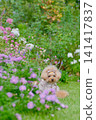 花園及玩具貴賓犬 141417837
