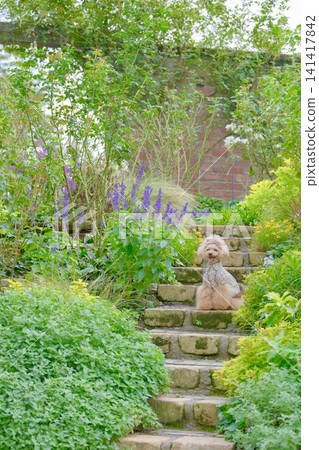 花園及玩具貴賓犬 花園及玩具貴賓犬 141417842