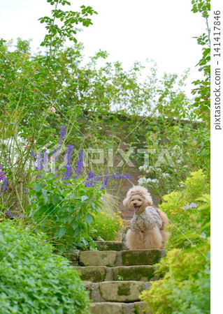 花園及玩具貴賓犬 花園及玩具貴賓犬 141417846