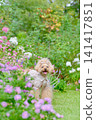 花園及玩具貴賓犬 141417851
