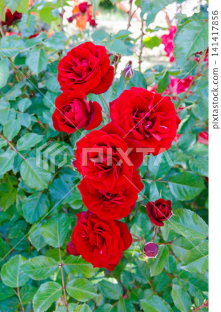Beautiful flat-flowered red roses blooming in the garden Beautiful flat-flowered red roses blooming in the garden 141417856