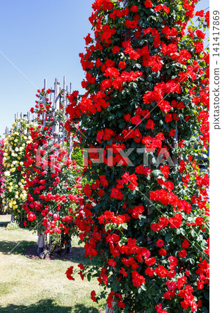 Beautiful flat-flowered red roses blooming in the garden Beautiful flat-flowered red roses blooming in the garden 141417869