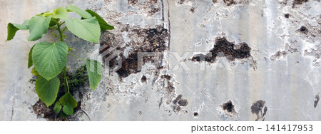Green plants grow from the old, weathered concrete wall. Green plants grow from the old, weathered concrete wall. 141417953