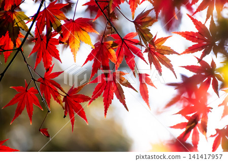 鮮紅的秋葉 鮮紅的秋葉 141417957