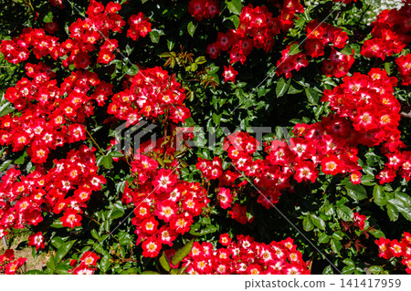 花園裡的紅色景觀玫瑰 141417959