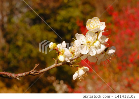 梅花盛開 梅花盛開 141418102