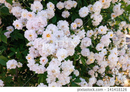 Beautiful white rose flower blooming in the garden Beautiful white rose flower blooming in the garden 141418126