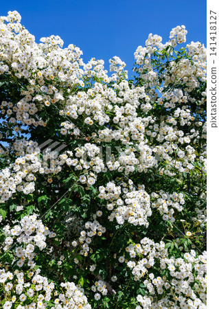 Beautiful white rose flower blooming in the garden Beautiful white rose flower blooming in the garden 141418127