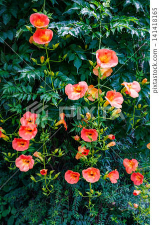 Beautiful Trumpet Creeper flowers in a summer garden Beautiful Trumpet Creeper flowers in a summer garden 141418165