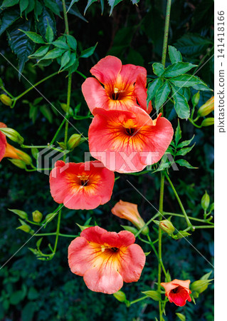 Beautiful Trumpet Creeper flowers in a summer garden Beautiful Trumpet Creeper flowers in a summer garden 141418166