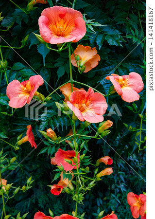 Beautiful Trumpet Creeper flowers in a summer garden Beautiful Trumpet Creeper flowers in a summer garden 141418167