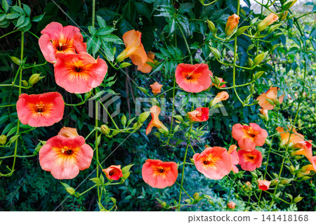 Beautiful Trumpet Creeper flowers in a summer garden Beautiful Trumpet Creeper flowers in a summer garden 141418168