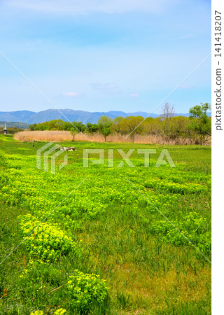 滋賀縣高島市：琵琶湖岸邊生長著大片大戟屬植物（Euphorbia pekinensis）。 141418207