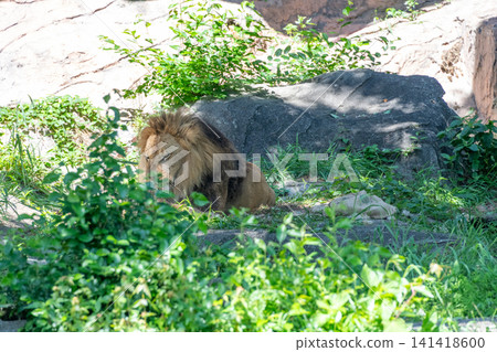 A male African lion resting in the shade of a tree. A male African lion resting in the shade of a tree. 141418600