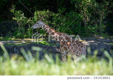 Reticulated giraffe Reticulated giraffe 141418601