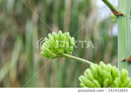 龍舌蘭芽 龍舌蘭芽 141418665