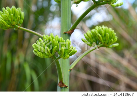 龍舌蘭芽 141418667