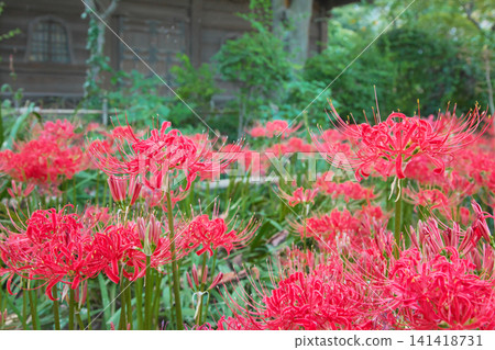 盛開的鮮紅色的彼岸花（Lycoris radiata）－一幅自然景象 141418731