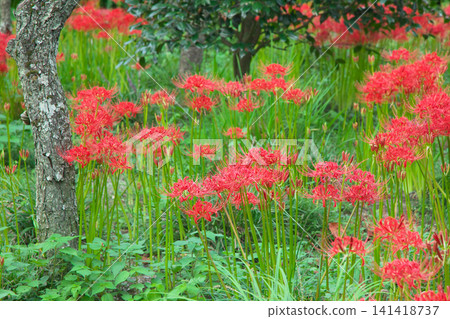 Red spider lilies (Lycoris radiata) blooming in vivid red - a natural scene 141418737